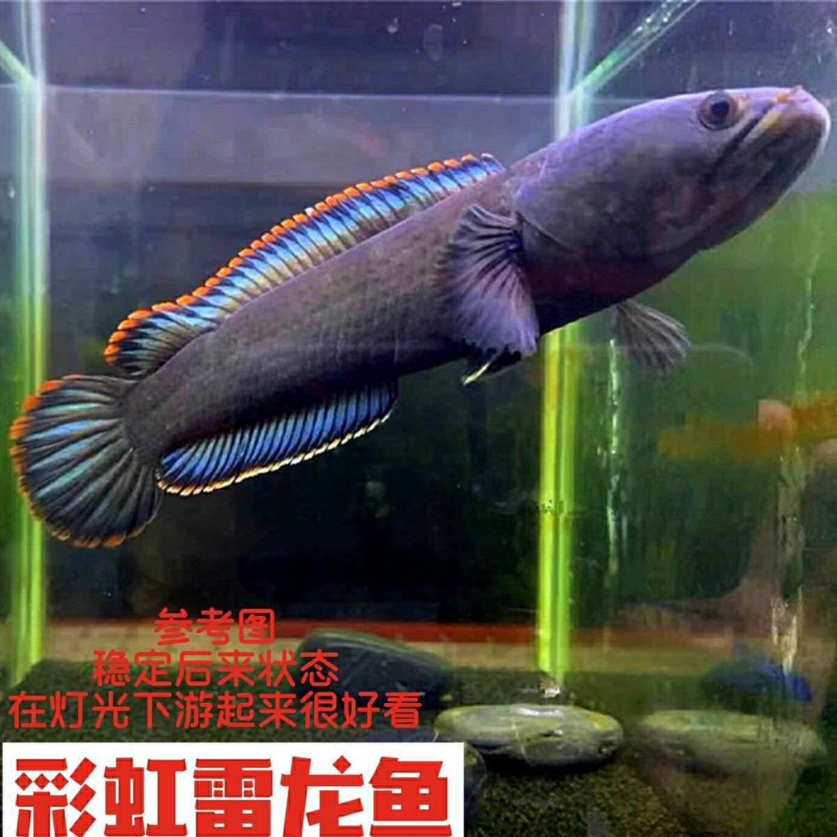 观赏鱼好养雷龙冷水鱼原生态南醴耐养淡水鱼彩虹雷龙鱼凶猛耐活