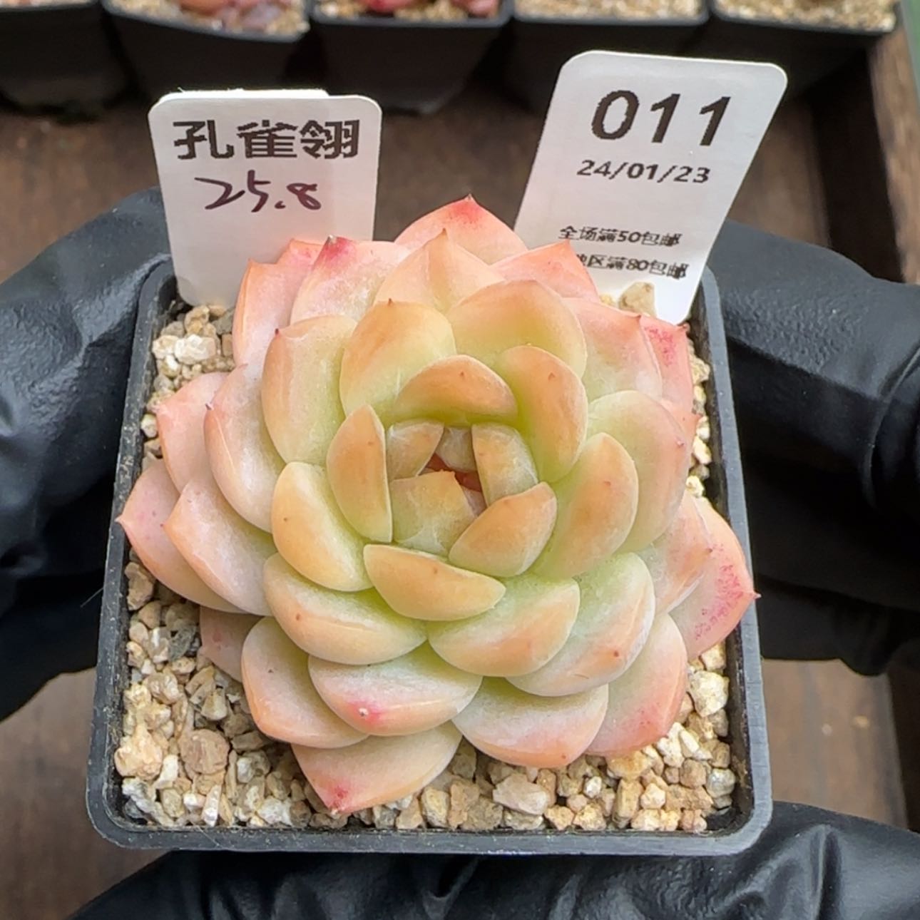 【闪购商品】011孔雀翎