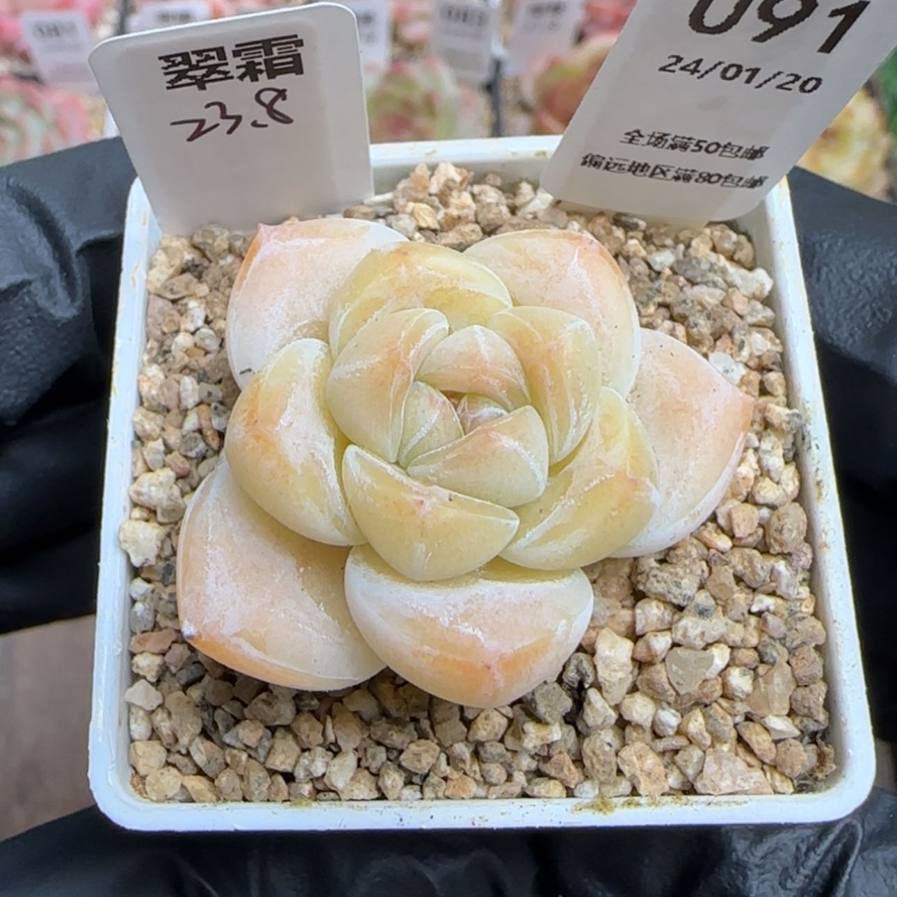 【闪购商品】091翠霜