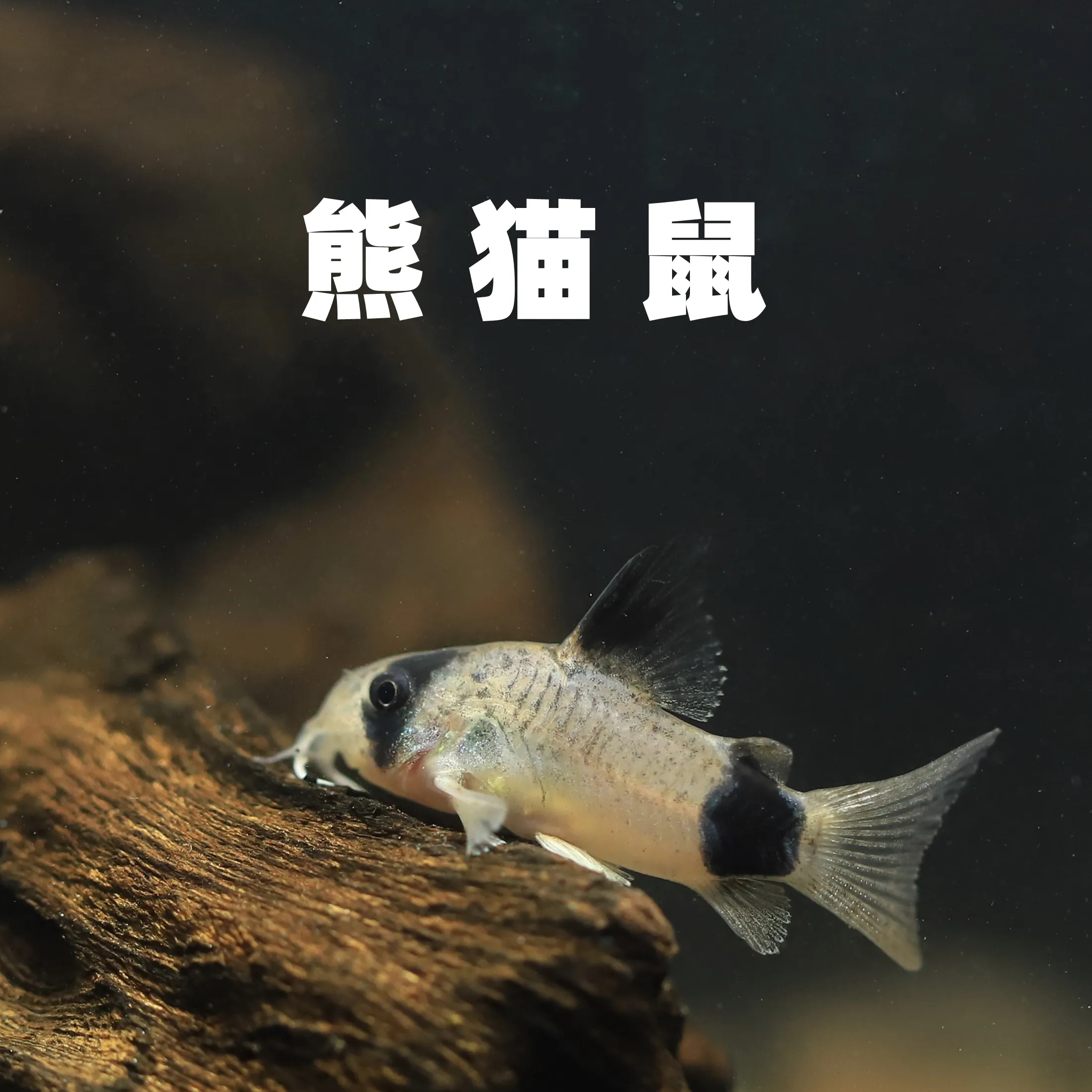 熊猫鼠鱼小型观赏鱼缸清洁工具鱼底栖清理鱼观赏鱼小型