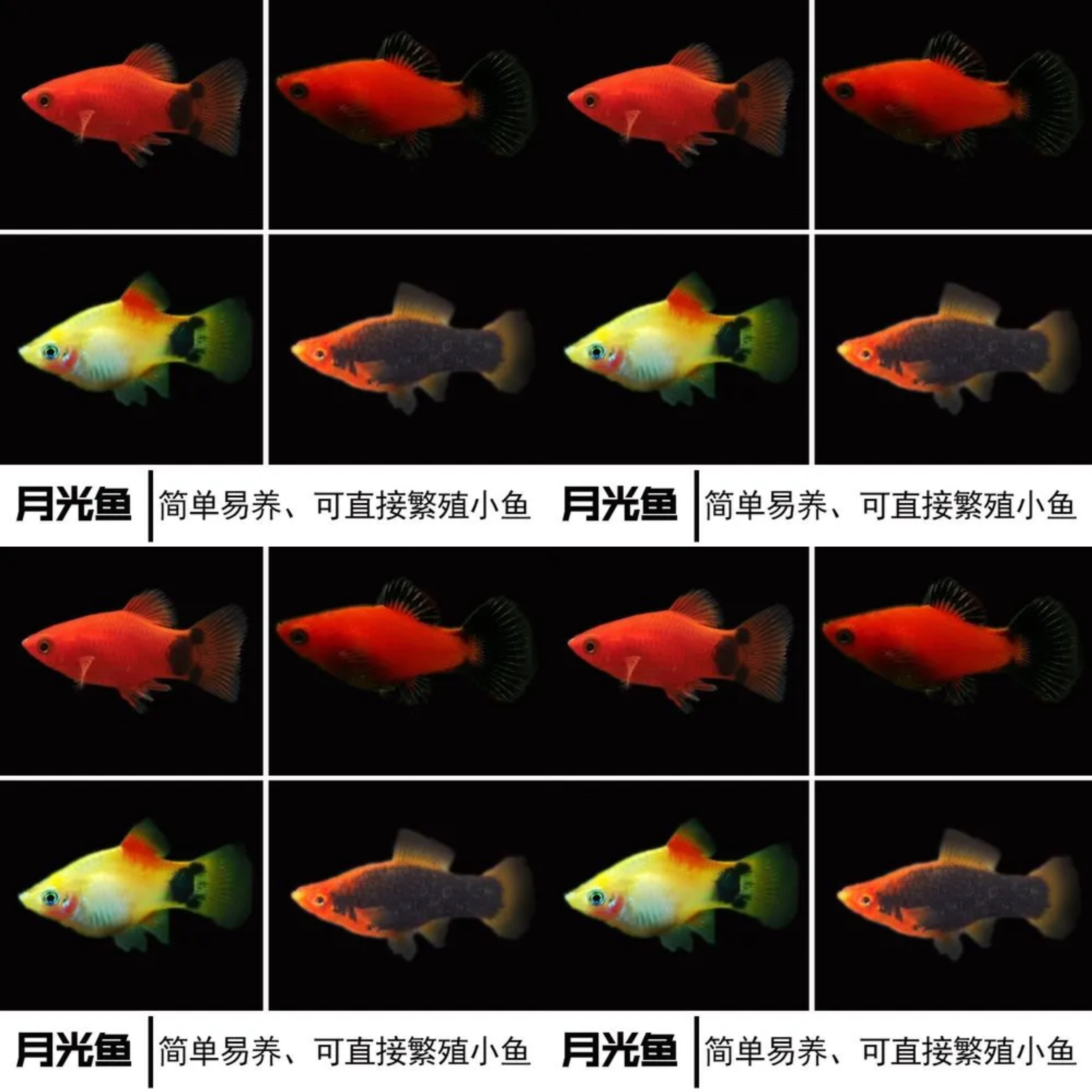黄米奇新手快乐鱼皮实耐活新手养鱼好养活的鱼观赏鱼孔雀鱼观赏鱼