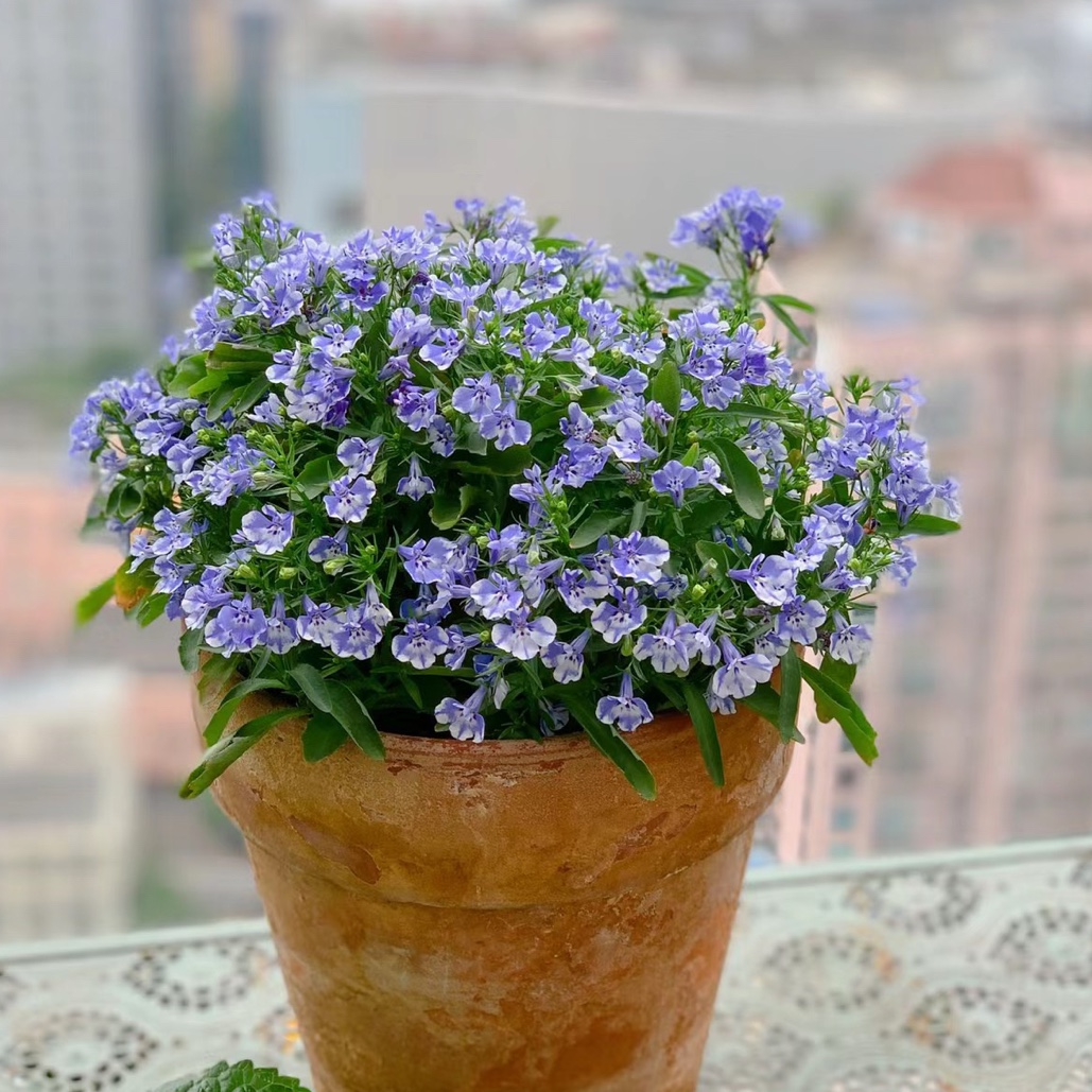 六倍利 半边莲盆栽 耐寒蓝色满天星 庭院阳台半阴类垂吊盆栽花卉