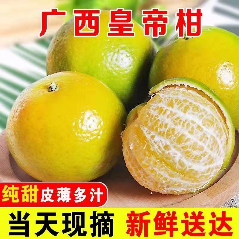 广西皇帝柑农家种植现摘现发新鲜皮薄多汁肉厚现货现摘纯甜2-9斤