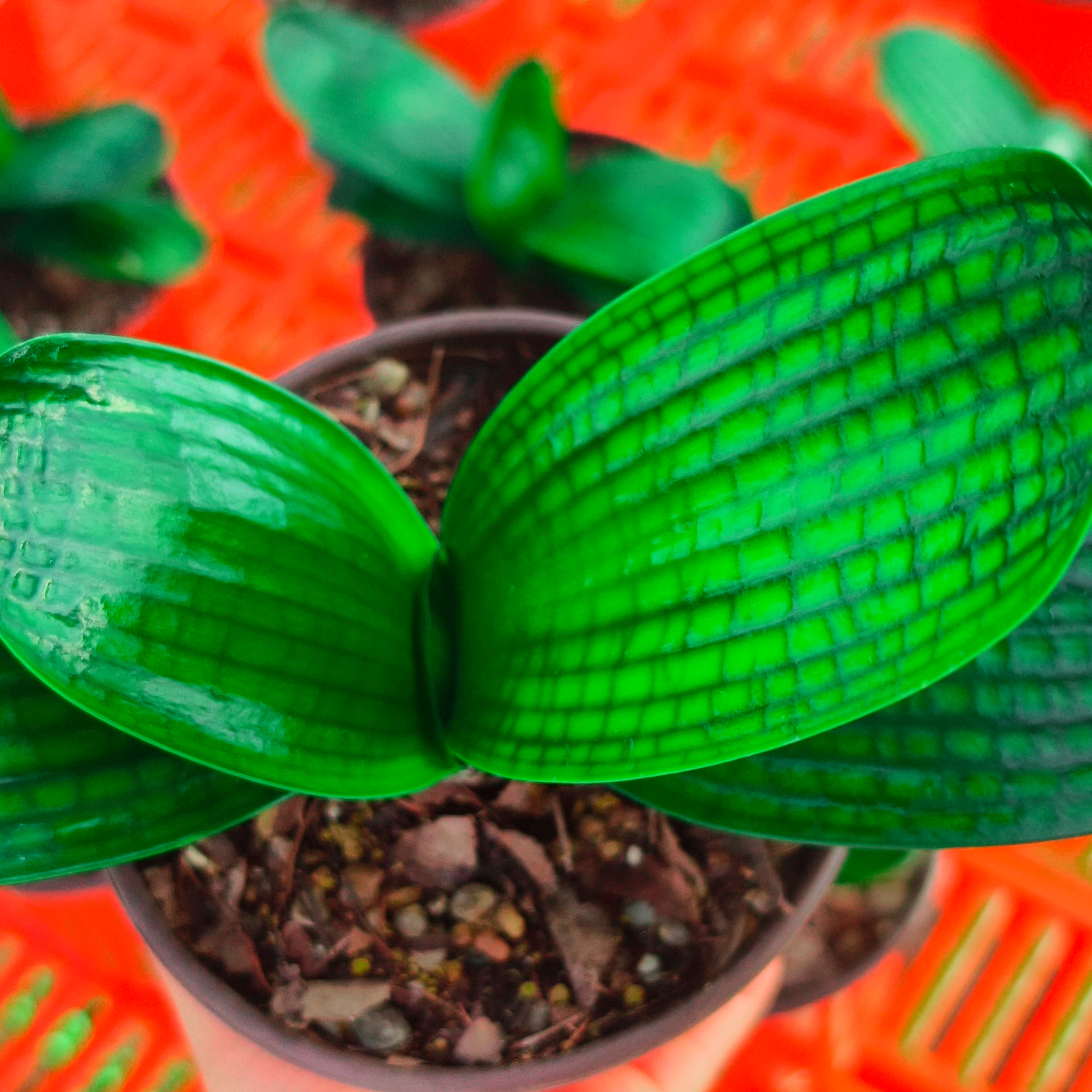 慧心兰苑君子兰30~100元请选择此链接