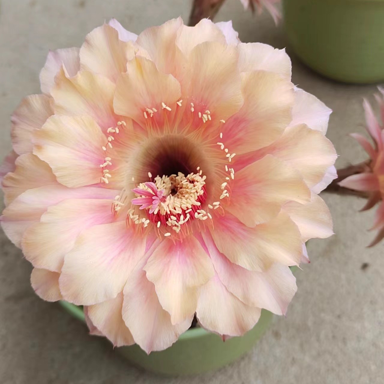 彩，极地美人，环境不同，花色花型颜色深浅不同，属于正常，介意勿拍！