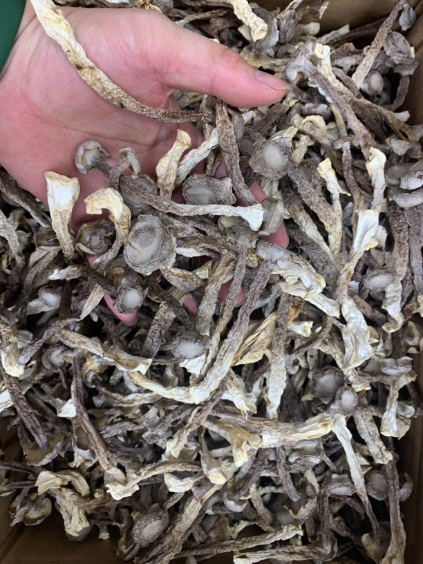 【蚝西施专线】本港鹿茸菇煲汤爆炒包邮