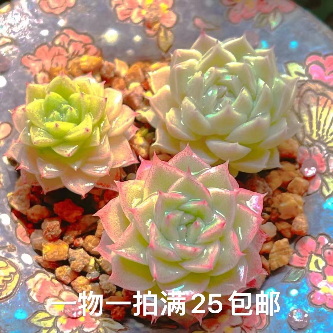 （四）多肉一物一拍直播链接