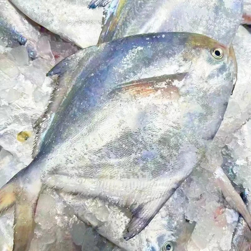 大连渤海湾大号银鲳鱼 白鲳鱼 平鱼