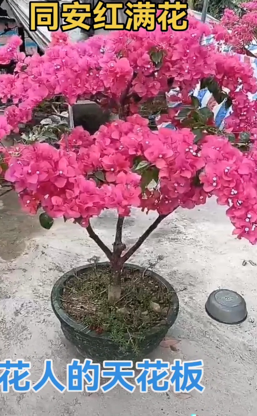 小叶紫老桩三角梅