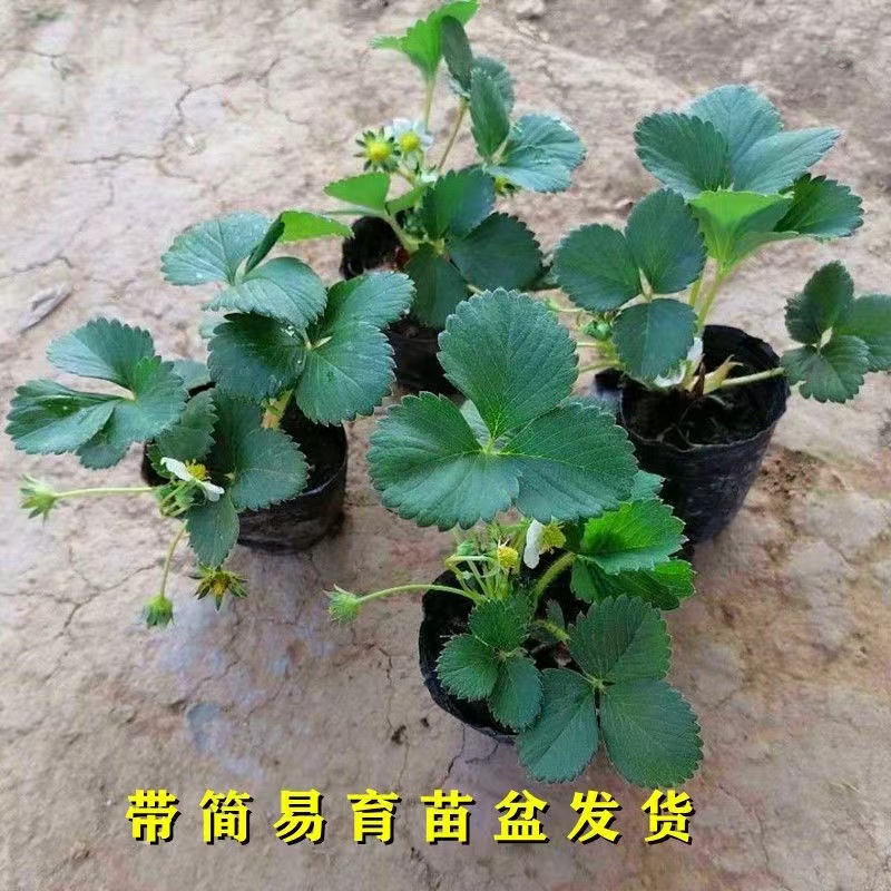 【精选黑色育苗杯】草莓苗原盆原土发货四季盆栽地栽适合庭院阳台盆
