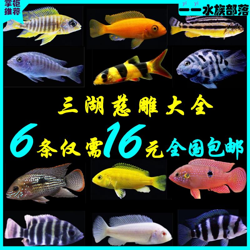 三湖慈鲷鱼活体马鲷科阿里非洲王子热带鱼小型淡水观赏鱼短鲷包邮