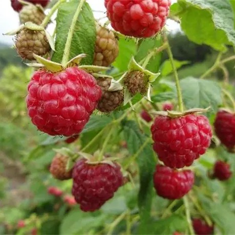 大兴安岭速冻树莓（覆盆子）