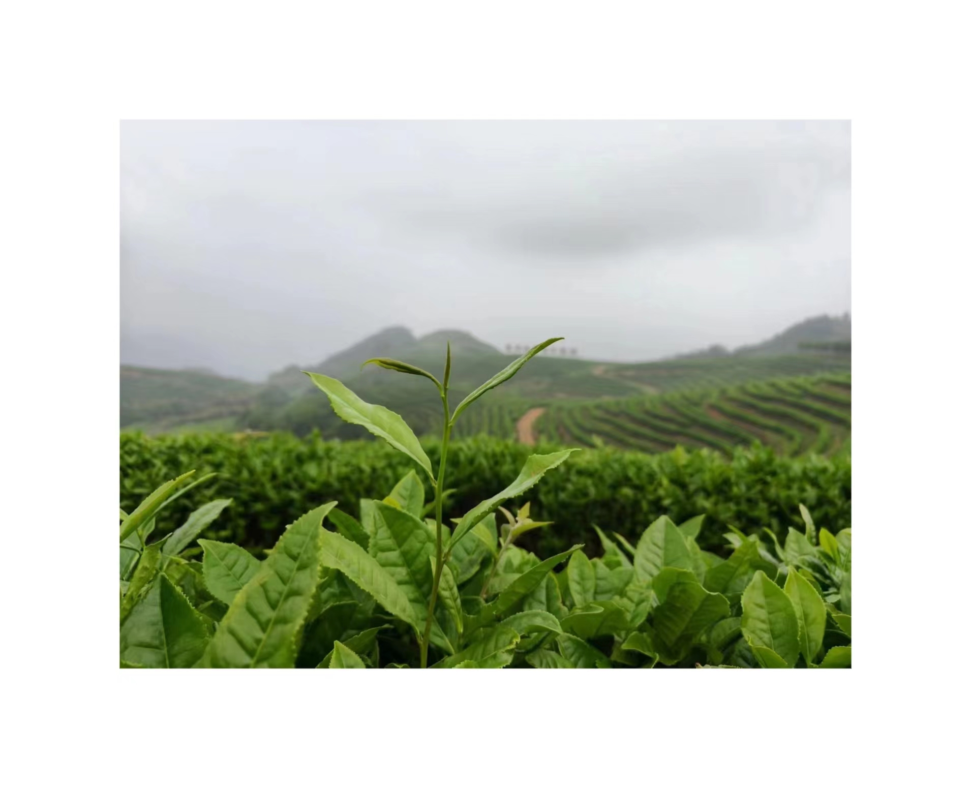 开心小铺农村农产品代购新鲜看得见现采现发