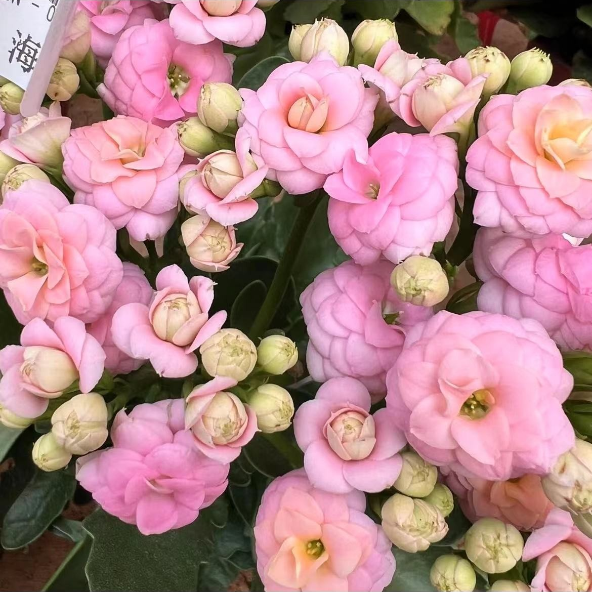 【海豚】~精品盆栽重瓣带花苞客厅阳台室内养殖懒人花