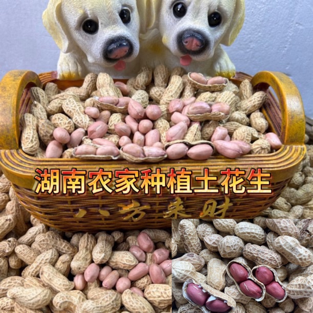 湖南耒阳粉皮红皮花生带壳花生大颗粒晒干零食两粒粉皮红皮花生米
