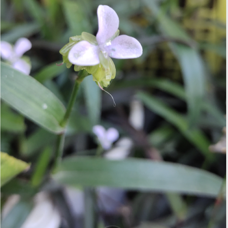 狮红草 祛痰化火 紫化核草 繁殖苗盆栽 正品紫红色防辐射组合