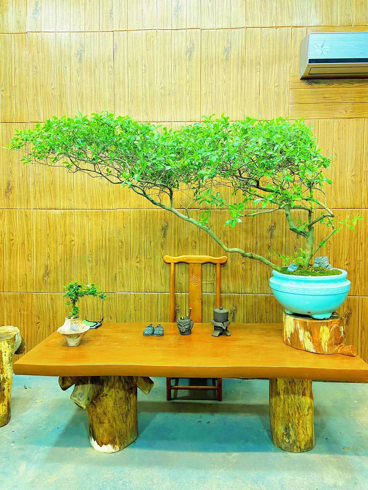 大冠海岛栀子花老桩盆景