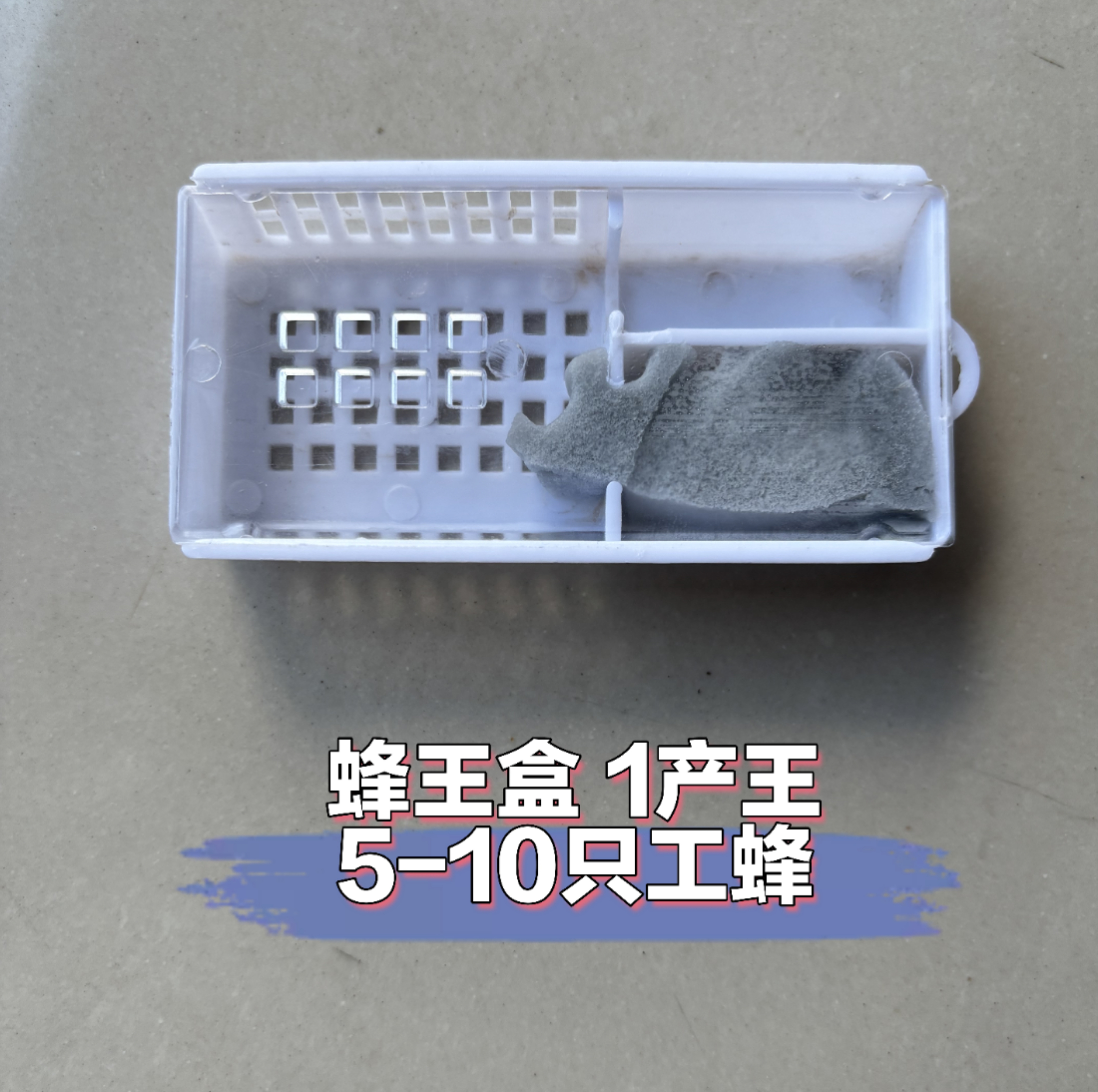 高产蜂王盒 【1产王 】双色 红环 阿坝 本地 下单备注
