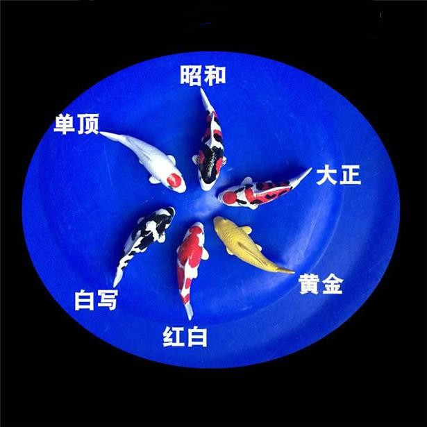 1观赏鱼锦鲤鱼红白