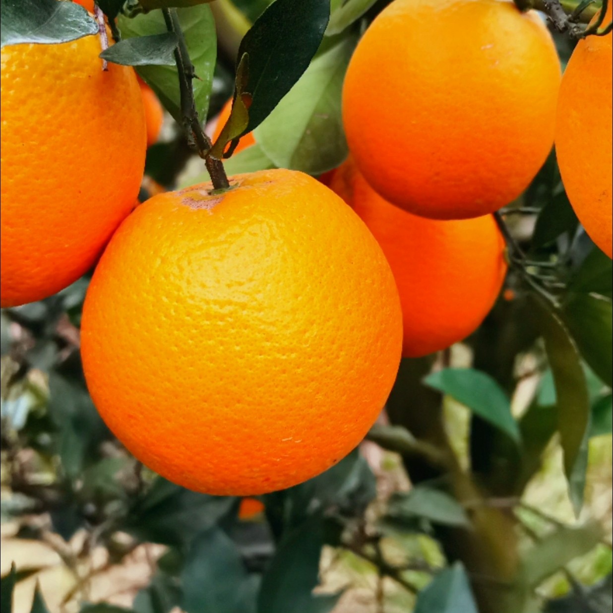 湖北松滋新鲜采摘自家果园橙子纽荷尔脐橙5斤包邮