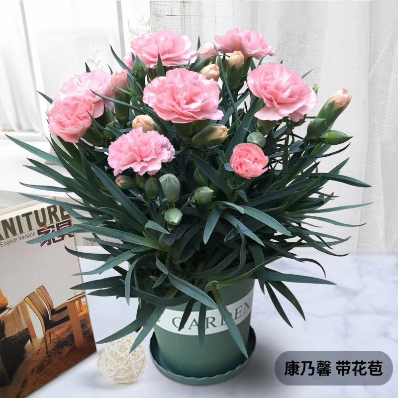康乃馨盆栽带花苞实物绿色四季开花室内阳台客厅绿植花卉庭院植物