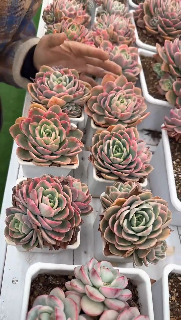 【闪购商品】粉色贝拉90杯2侧芽