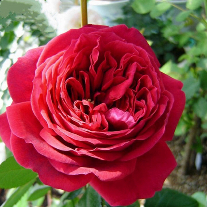 玫瑰国度天使多季节重复开花的藤本月季