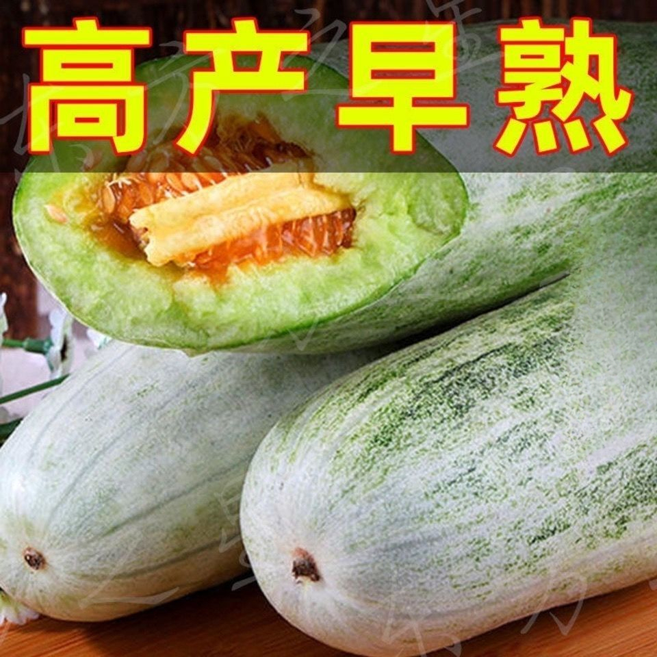 高产羊角蜜甜瓜种子羊角脆酥四季播种甜香瓜种籽脆甜蔬菜水果种子