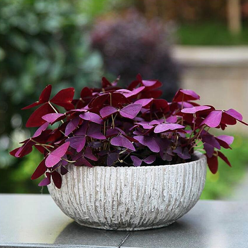 紫叶酢浆草多年生幸运三叶种球种子根盆栽庭院花卉观花植物室内花