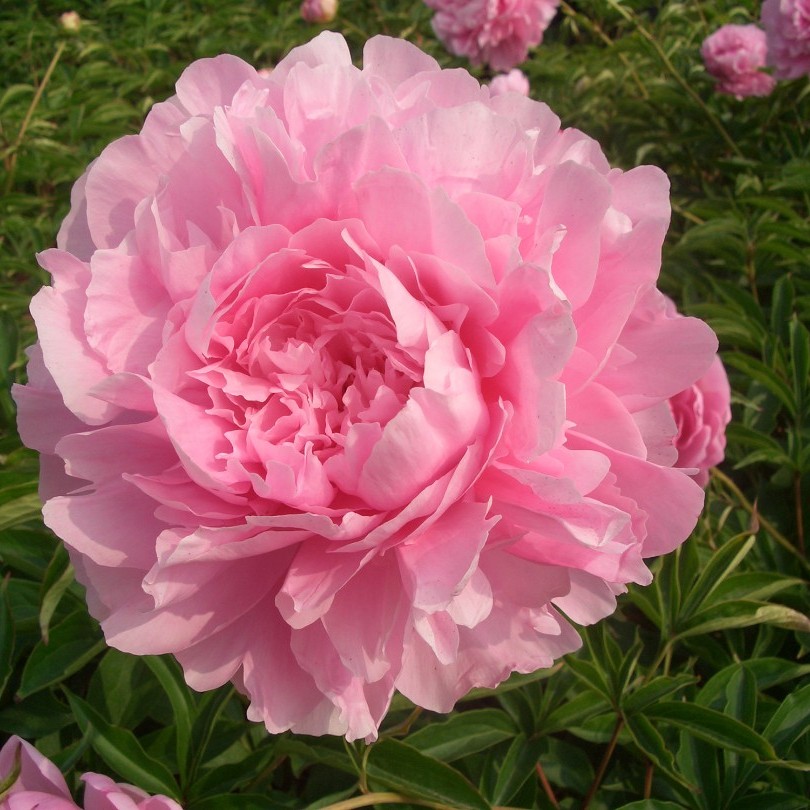 【晴雯】3加仑盆栽重瓣芍药原盆原土庭院阳台地栽