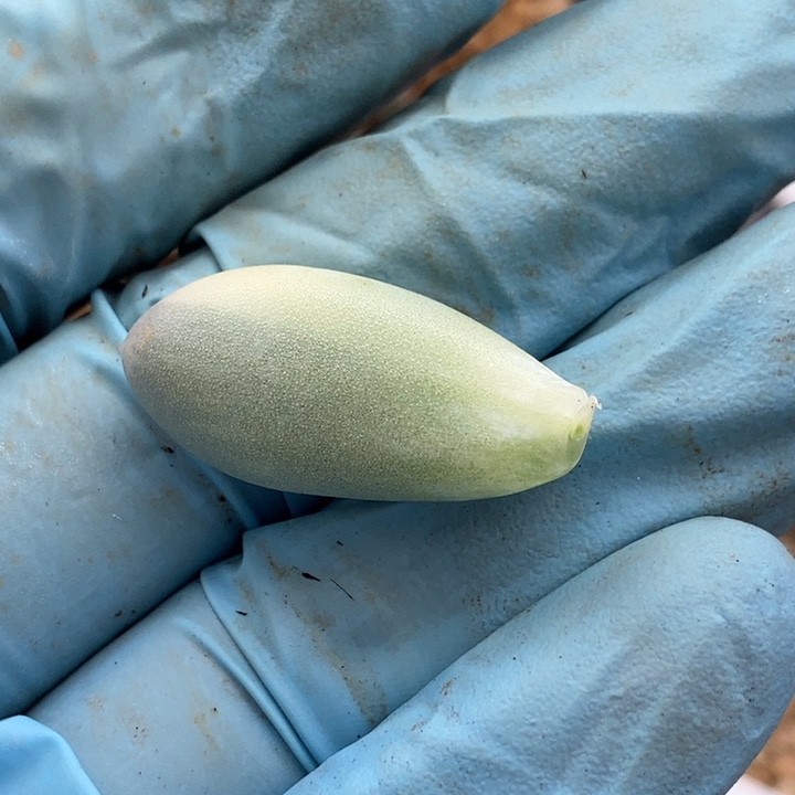 天**水汤圆多肉植物多肉