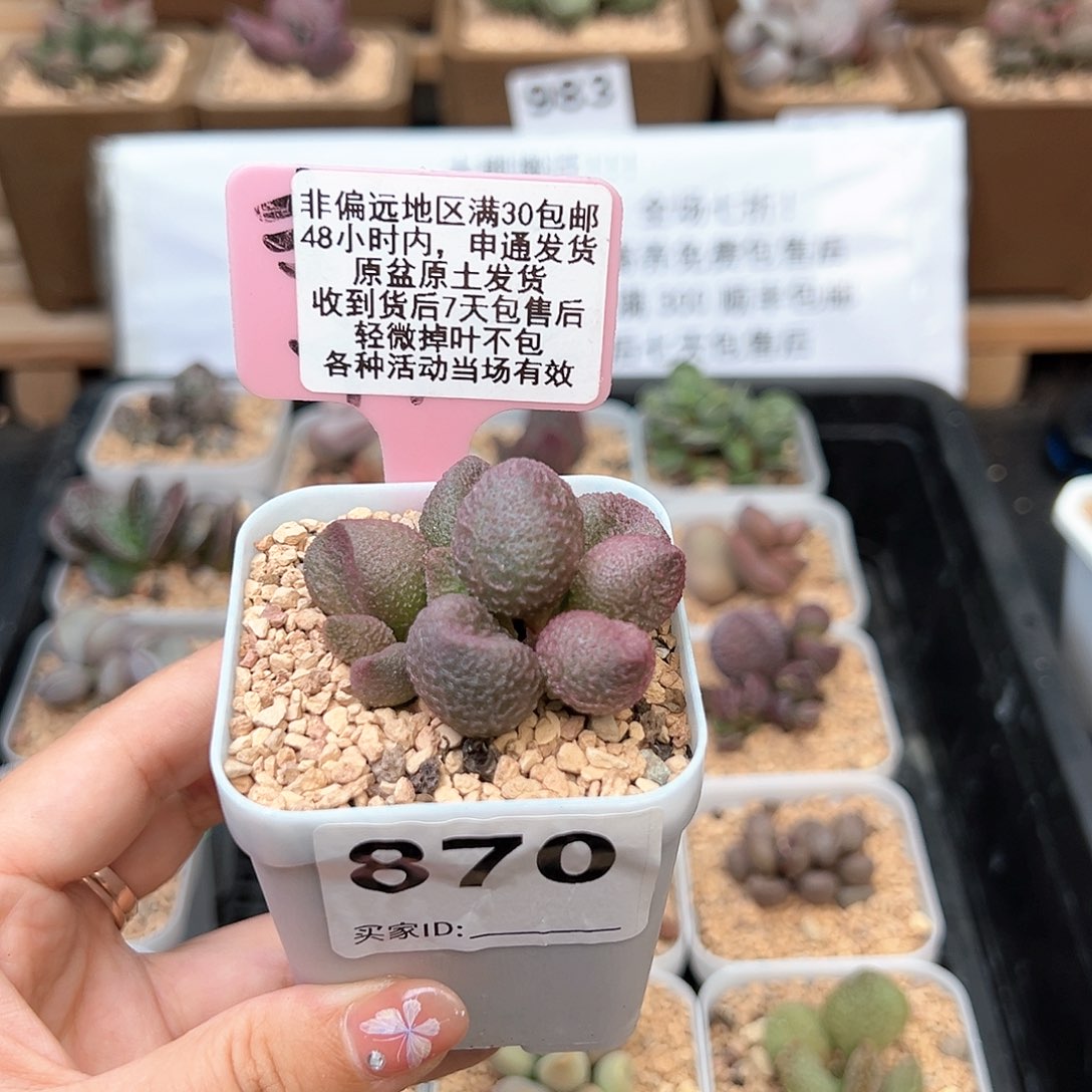 870水蜜桃多肉植物