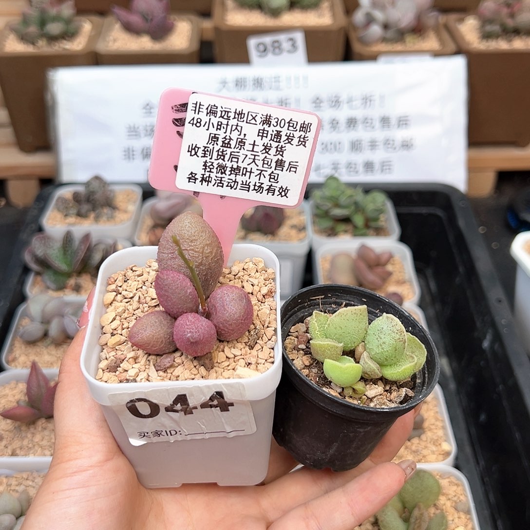 044甜梦草莓多肉植物