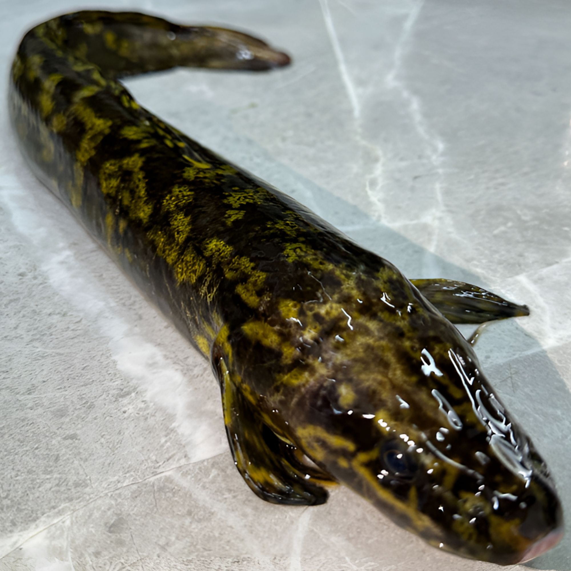 东北冷水江鳕 山怀子 花鲶鱼 冰鲜发货 