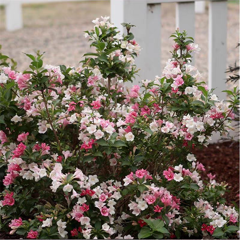 五彩锦带 庭院地栽盆栽观赏耐寒植物开花种植花期