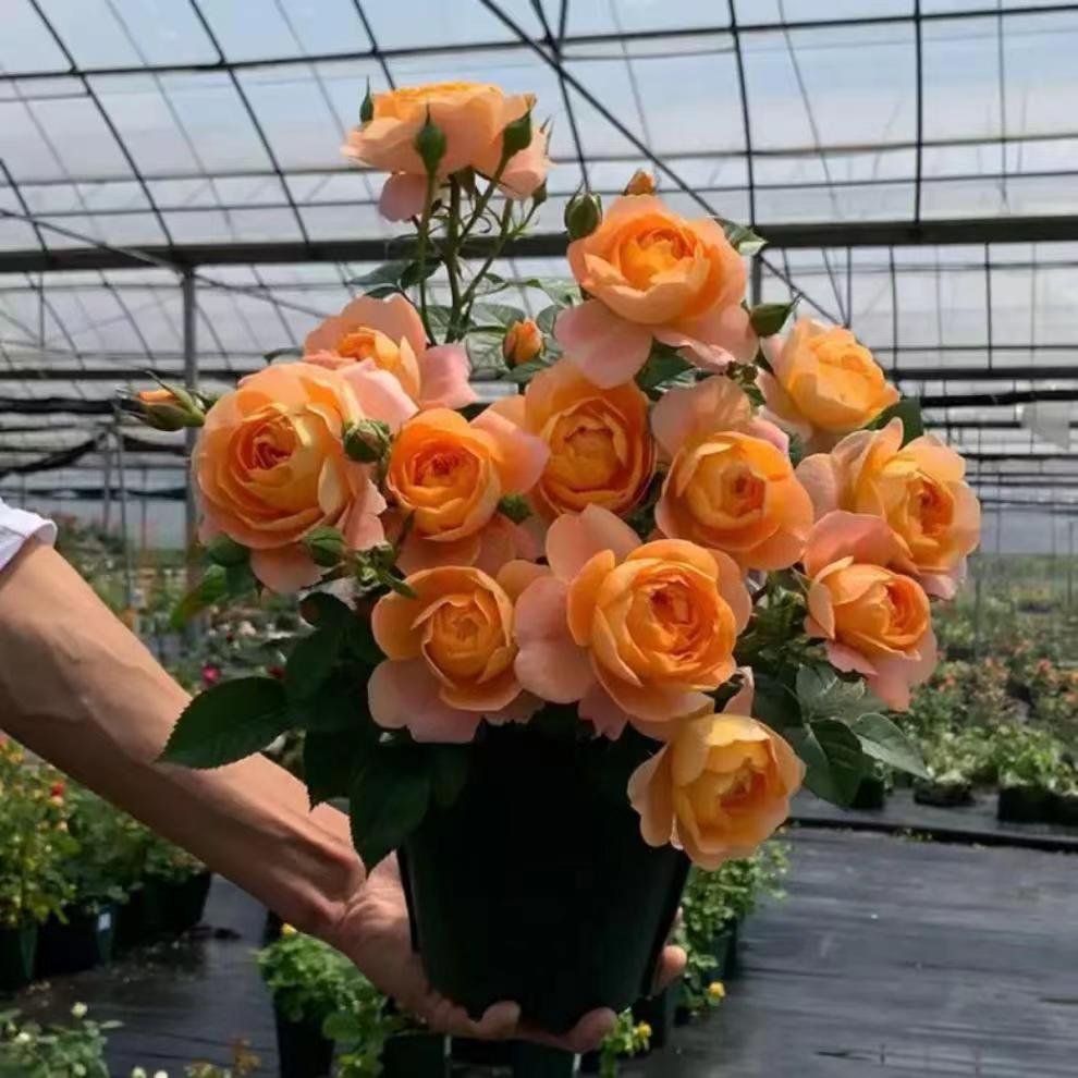 【果汁阳台】阳台庭院四季开花好养护抗病性强花卉绿植月季盆栽