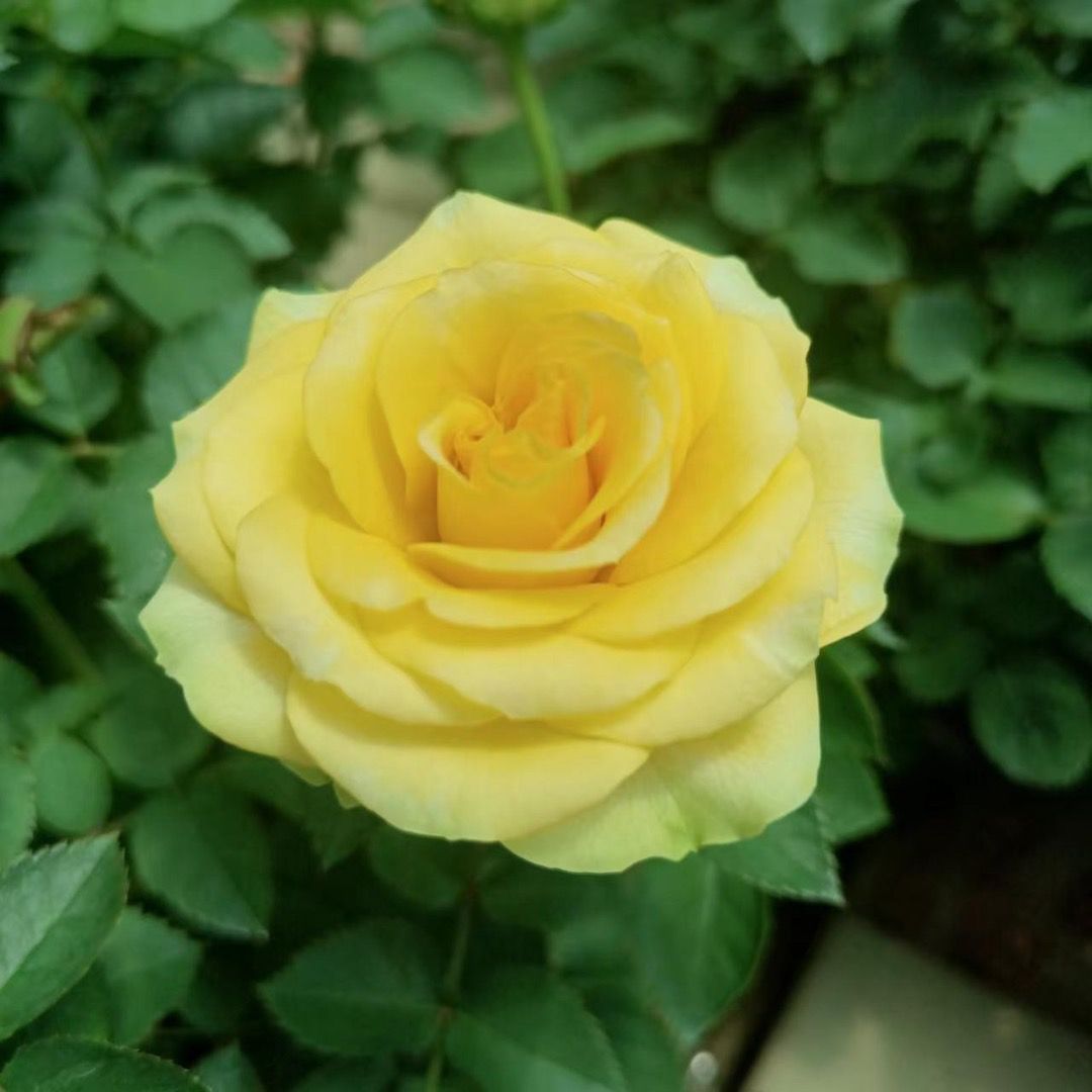 【绿芙美人】柠檬黄色多头阳台庭院好养护抗病性强花卉绿植月季盆栽