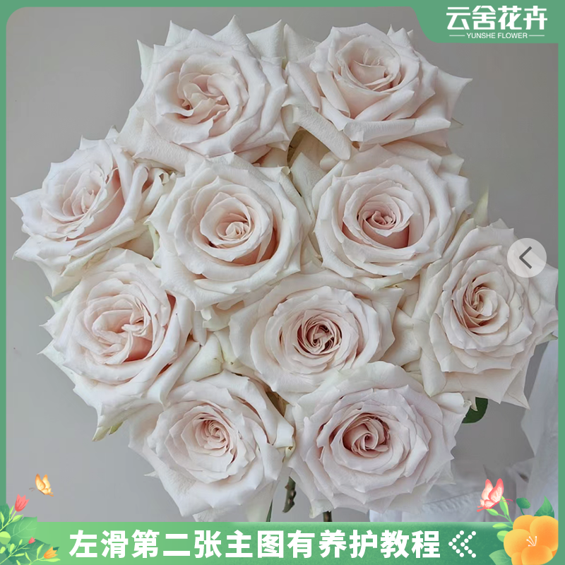 【云舍花卉】流沙单头玫瑰任意2单或以上包邮发货鲜切花