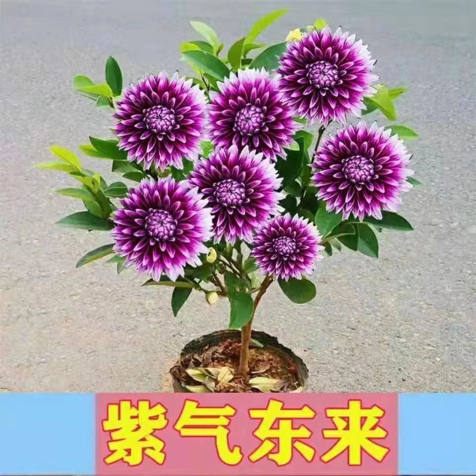 浓香四季花防蚊驱虫盆栽地栽当年开花南北种植好养美丽好养客厅