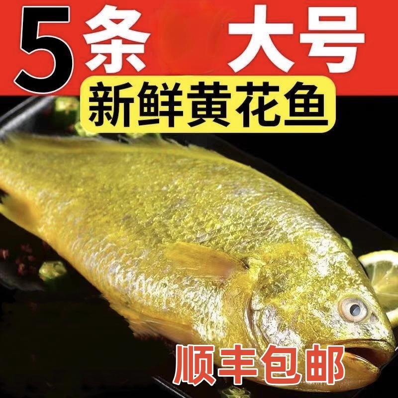 .新捕大号海黄花鱼4+1共5条新鲜捕捞大黄鱼干冰缩鲜9两—1斤每条