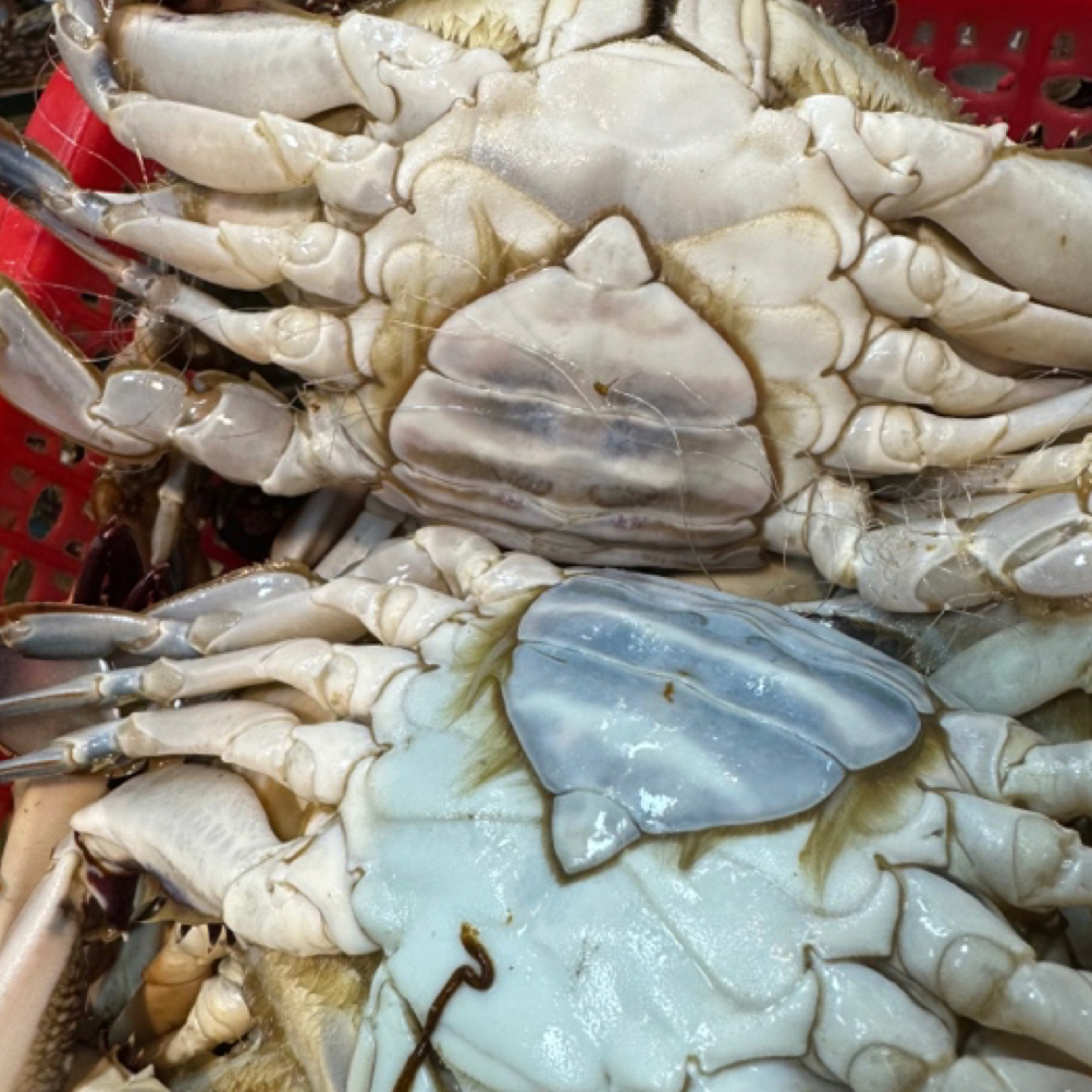 海鲜组合二母断养飞蟹只限当天到家的拍