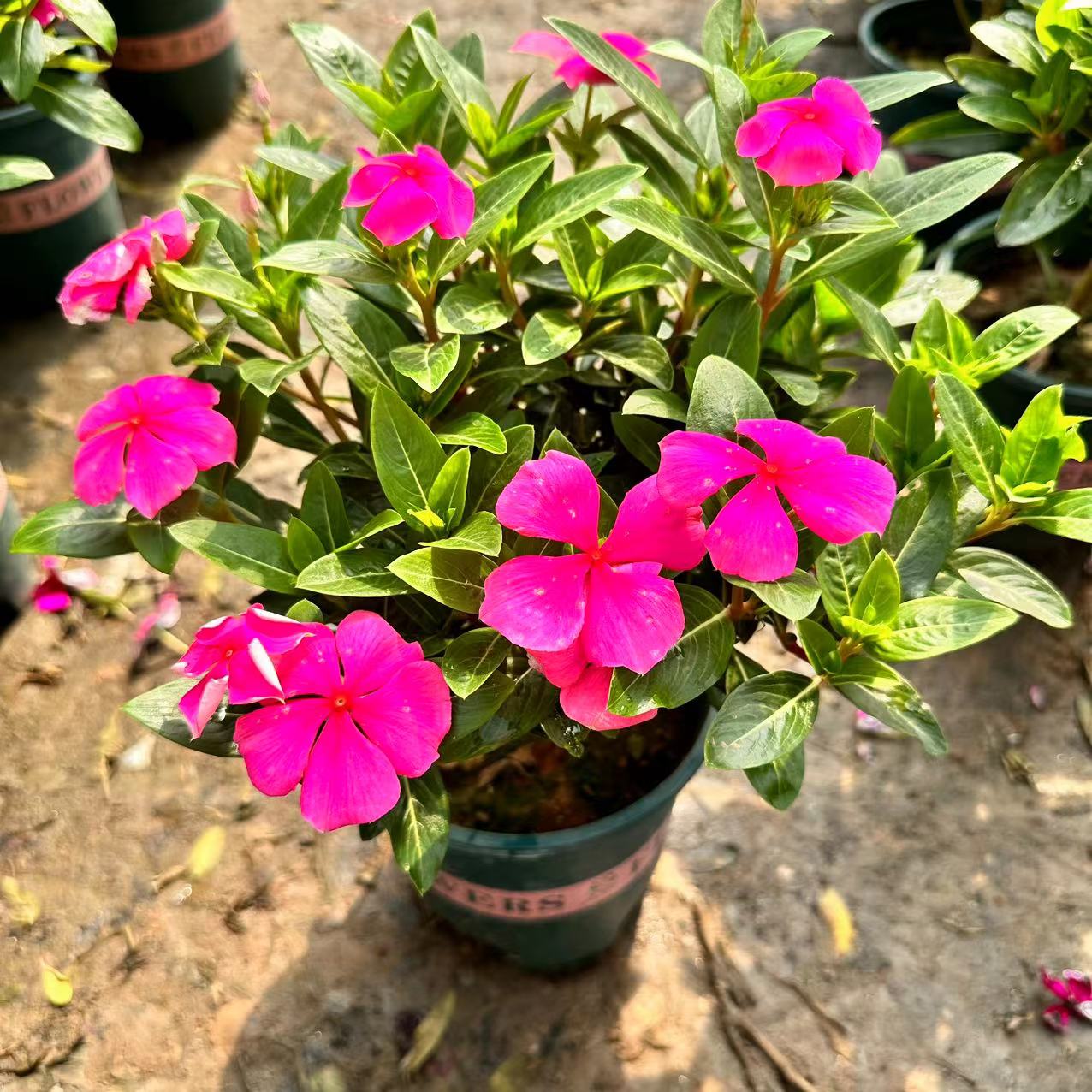 三年老桩木本天天开（剪盆边运输途中花盆破损属于正常 介意慎拍 ）