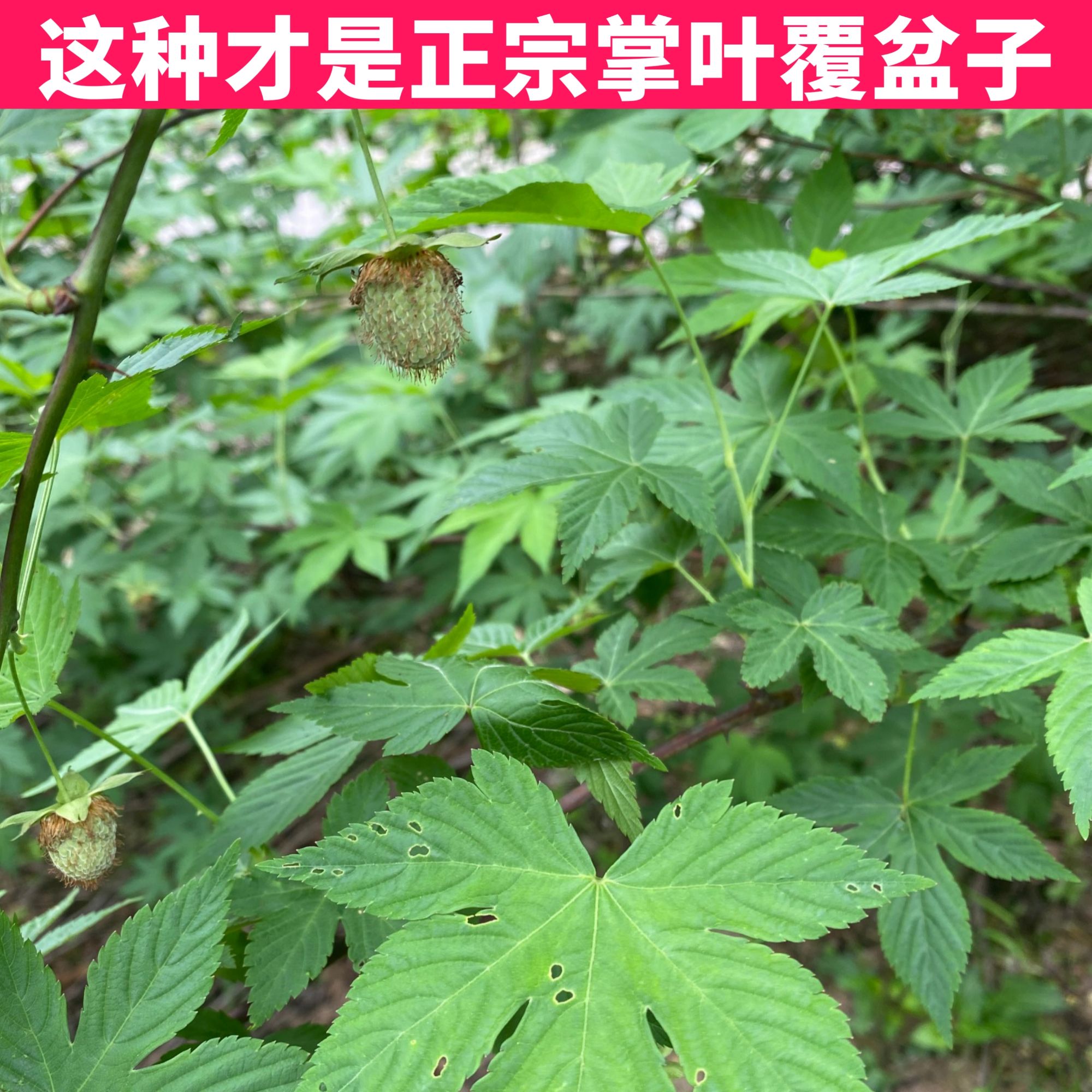 覆盆子掌叶覆盆子浙江磐安县特产产地直发