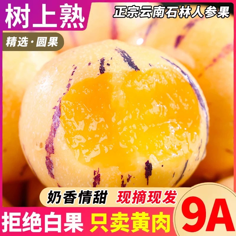 【正宗】云南石林人参果树熟黄果成熟果园现摘现发新鲜爆汁圆果包邮