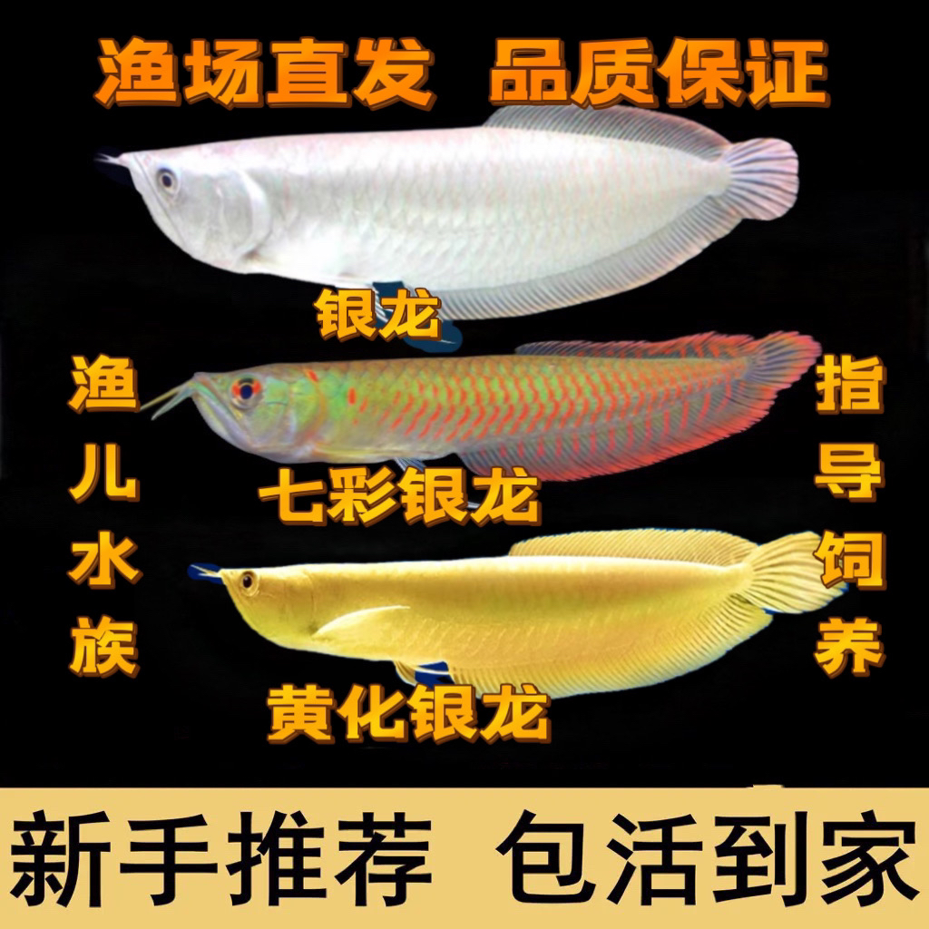 银龙鱼活体观赏鱼热带大型黄化白子鱼苗