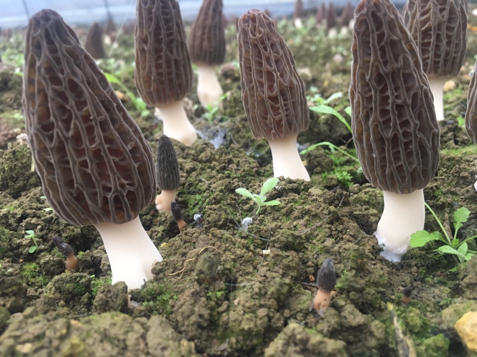 【大头莉】羊肚菌精选福建林下新鲜产品头茬羊肚菌煲汤肉质饱满