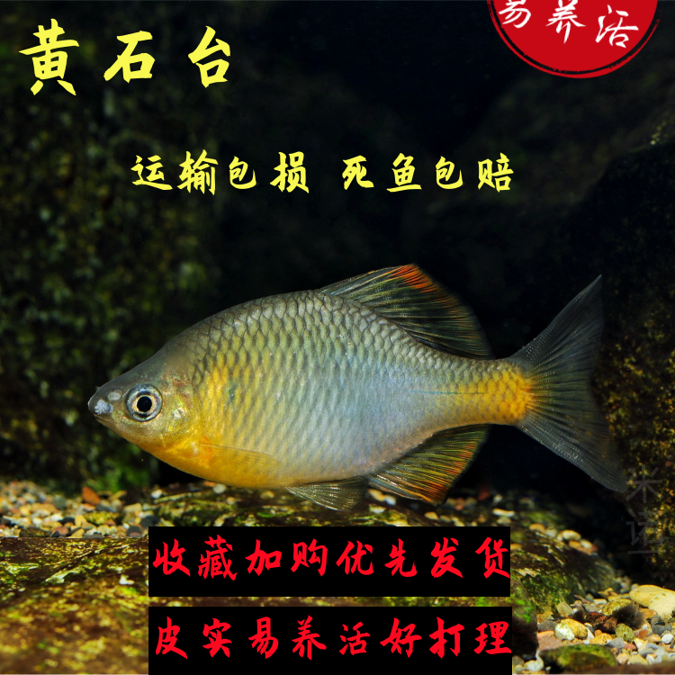 黄石台鳑鲏小型冷水鱼不加温皮实好养非齐式鱊青鳞群游小鱼观赏鱼