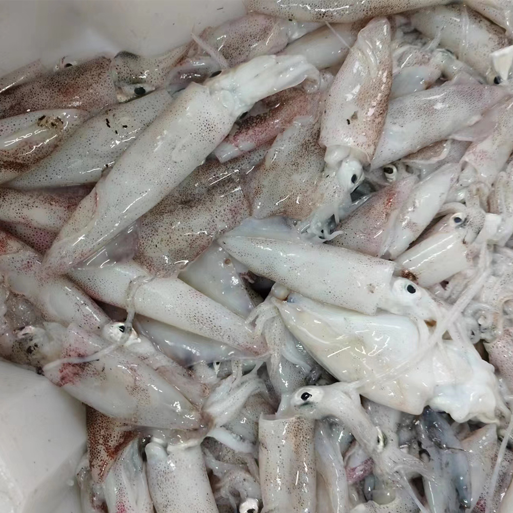 汕尾马宫本港双拖小鱿鱼 