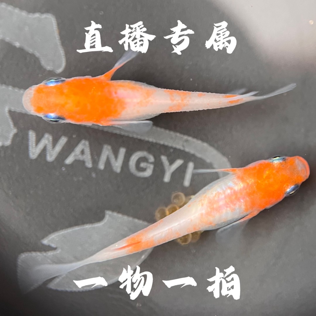 观背青鳉鱼 小型淡水鱼 迷你小金鱼儿 观赏鱼