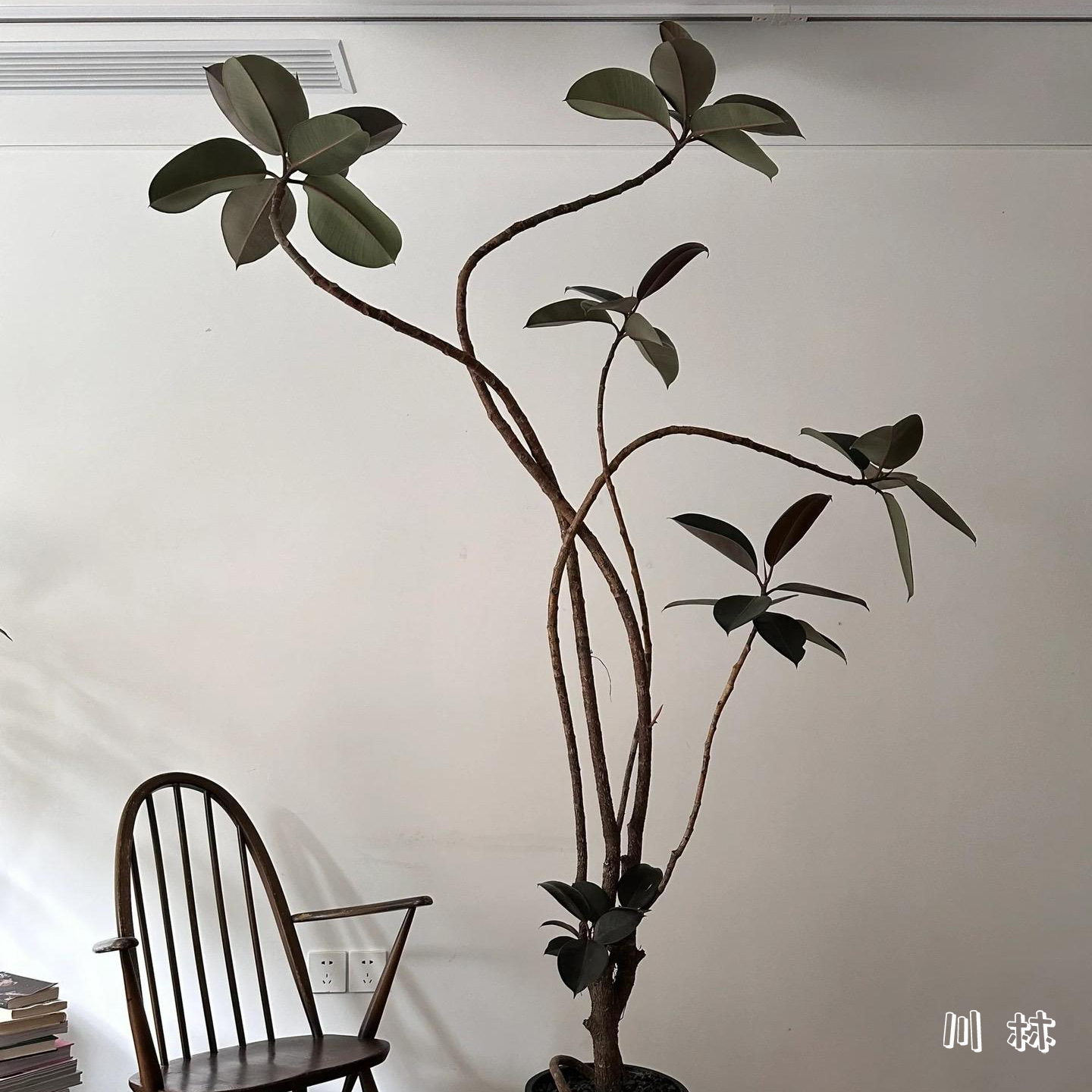 黑金刚橡皮树客厅大植物造型室内绿植好养四季办公室阳台盆栽商场